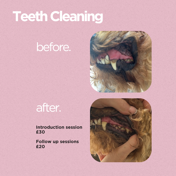 Teeth Cleaning