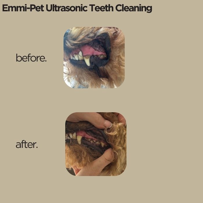 Using the Emmi-Pet ultrasonic toothbrush, the gentle, silent cleaning lifted away plaque and tartar, leaving the teeth visibly cleaner and the mouth feeling fresher. A lovely result from a relaxed first session.